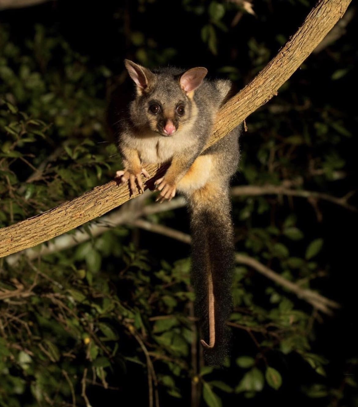 Common Brushtail Possum